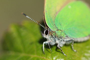 Thècle de la ronce ou argus vert