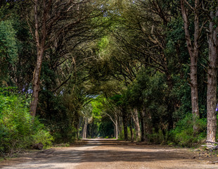Scenic avenue of pine trees in the Natural Park of Migliarino San Rossore Massaciuccoli. Near Pisa, in Tuscany, Italy.