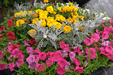 Obraz premium Senecio cineraria and petunia in a street garden, cineraria is also called as silver dust