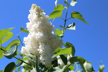 Close up of white lilac branch against sky.