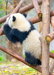 Obraz premium A cute little panda is climbing a tree trunk
