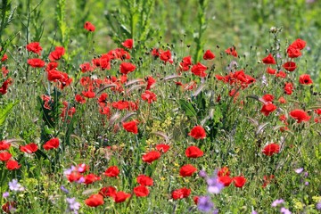 Red poppies blooming in the meadow in the spring. Tyulenovo, Bulgaria.