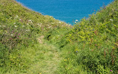 A path down to the sea through a wildflower meadow on the North Cornish coast, England UK.