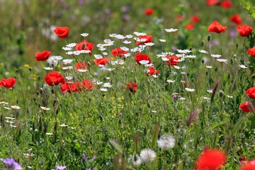 Red poppies blooming in the meadow in the spring. Tyulenovo, Bulgaria.