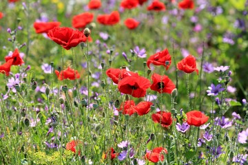 Red poppies blooming in the meadow in the spring. Tyulenovo, Bulgaria.