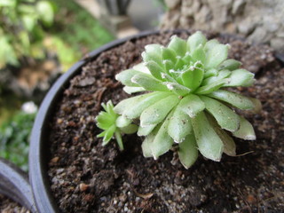 Succulent in pot live plant