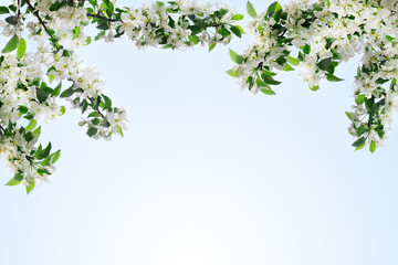 Blooming apple tree branches with white flowers and green leaves on clear blue sky background close up, beautiful spring cherry blossom, sakura flowers in bloom, decorative frame or border, copy space