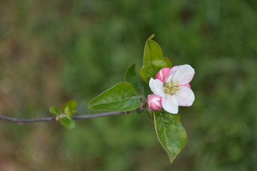 top view of an apple blossom with the green lawn background