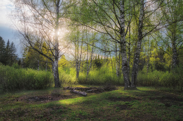 young foliage of a birch grove, illuminated by the spring sun