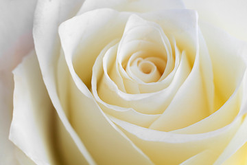 Close up view of a beautiful white rose. Macro image of white rose. Fresh beautiful flower as expression of love and respect for postcard and wallpaper. Horizontal.