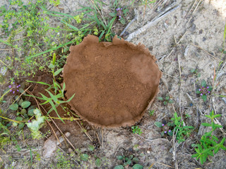 Ex fungus. Lycoperdacea, maybe Calvatia or Langermannia. Large flat circle, about 12cm across.