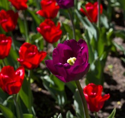 Fototapeta premium flower bed with large bright multicolored tulips lit by the sun