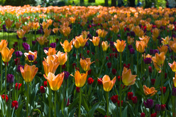 flower bed with large bright multicolored tulips lit by the sun