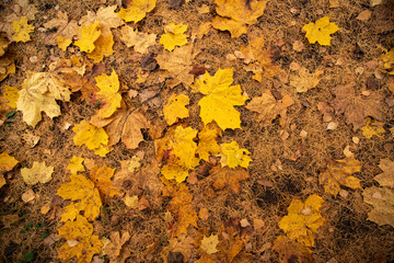 Yellow needles and autumn leaves on the ground