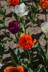 flower bed with large bright multicolored tulips lit by the sun