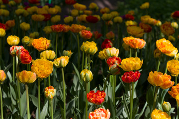 Fototapeta premium glade with large bright multicolored tulips lit by the sun.