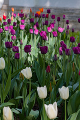glade with large bright multicolored tulips lit by the sun.