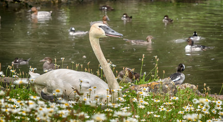 Swan beside lake with background of ducks, England, United Kingdom © John Corry