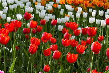 Obraz premium meadow with bright multicolored tulips lit by the spring sunshine