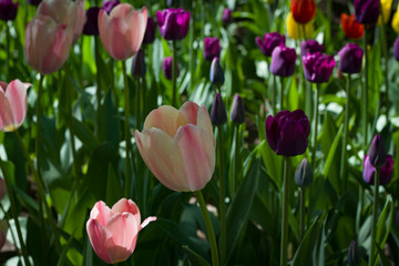 meadow with bright multicolored tulips lit by the spring sunshine