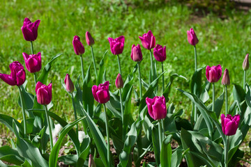 Fototapeta premium meadow with bright multicolored tulips lit by the spring sunshine