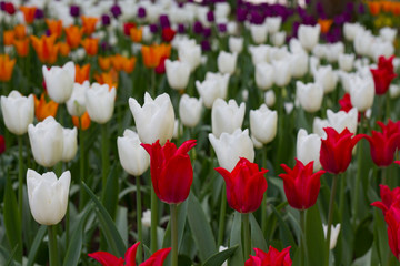 Fototapeta premium beautiful meadow covered with lots of tulips on a blurred background of flowers.