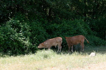 two calves feeding