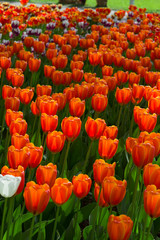 large red-yellow tulips lit by the sun