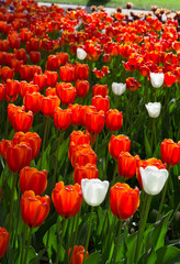 beautiful meadow covered with lots of tulips on a blurred background of flowers.