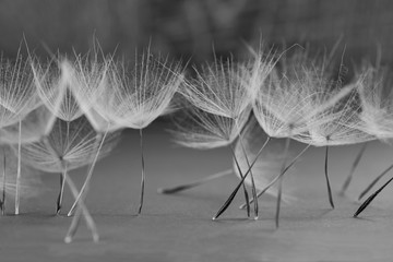 macro photography of dry dandelion petals standing