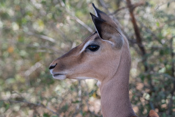 Closeup of a pretty young female Impala, Hluwhluwe, South Africa.