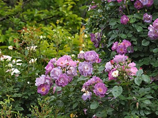 Fototapeta premium バラの花