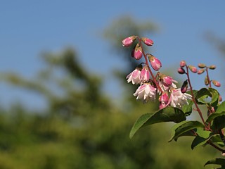 サラサウツギの花