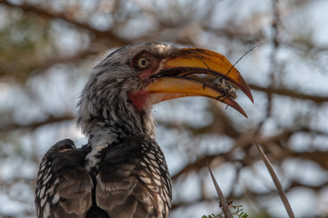 A Yellow-Billed Hornbill with a grasshopper in its beak, Hluhluwe, South Africa.