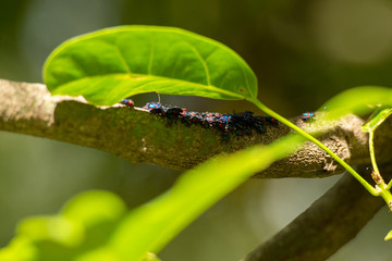 Hibiscus Harlequin Bug
