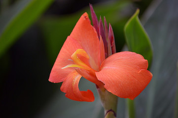 Fototapeta premium Rosetta