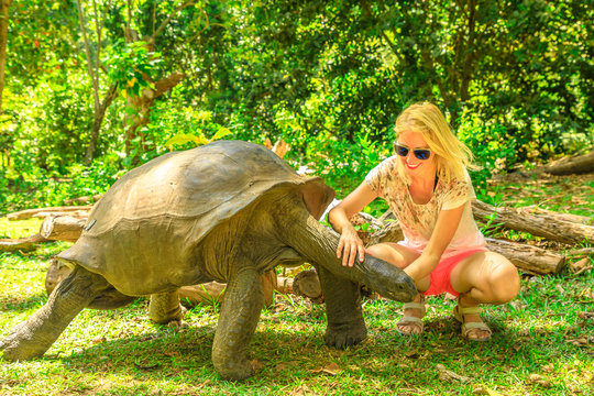 Happy tourist woman touches curiously Aldabra Giant Tortoise, species Aldabrachelys gigantea which stretches wrinkled neck. Curieuse, Nature Reserve, Seychelles, Indian Ocean. Turtle Sanctuary.
