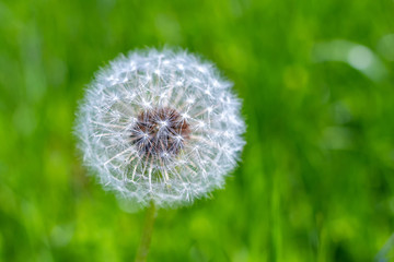 Fluffy White Dandelion Ball