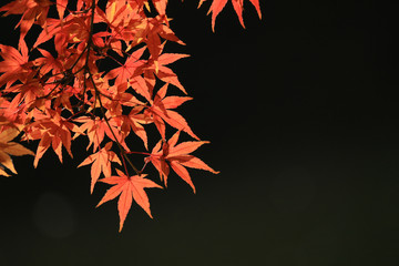 View of reddish Japanese maple leaves and sparkling water