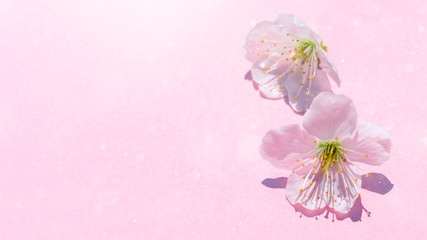 Fototapeta na wymiar Sakura blossom on pink pastel background, spring flowers. 