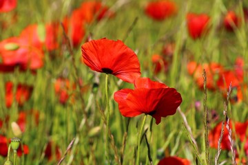 Fototapeta premium Coquelicots 