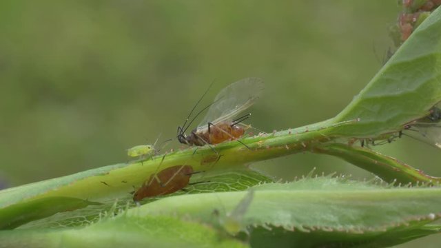 4k video shows an adult aphids with wings sucking on a rose plant