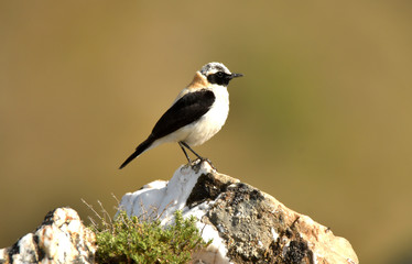 Collalba rubia posada sobre las piedras