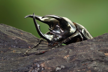 Atlas beetle (Scientific name : Chalcosoma atlas) , famous exotic pets, found in Southeast Asia. The species is named for Atlas, the giant of Greek mythology who supported the skies.
