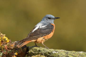 Roquero rojo en la montaña