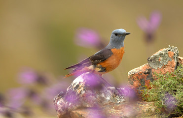 Roquero rojo en la montaña