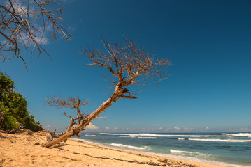 Beautiful dry tree on beach.