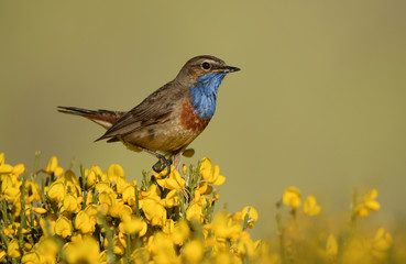 Pechiazul en la sierra de  Gredos
