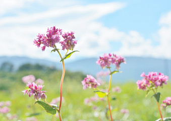 高原の畑にアカバナソバの花が咲く