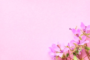 Naklejka na ściany i meble Blossom pink flowers on pink pastel background.